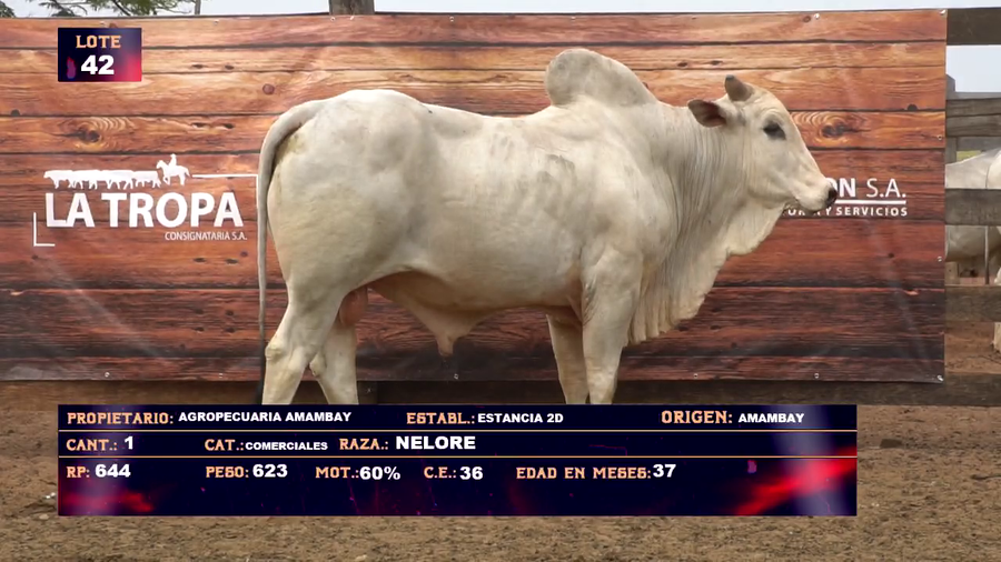 Lote AGROPECUARIA AMAMBAY LOTE 42