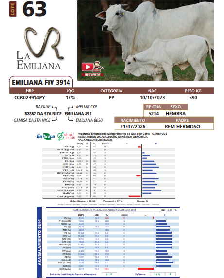 Lote LOTE 63