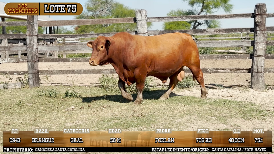 Lote LOTE 75 - PANTALLA