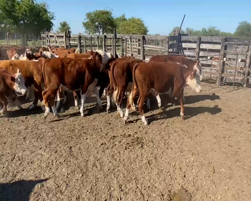 Lote 58 Terneros en Maciá, Entre Ríos