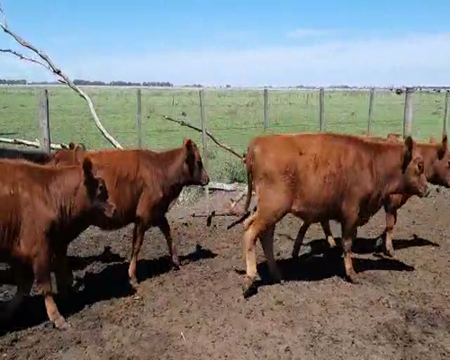 Lote 70 Terneras en Gral. Lamadrid, Buenos Aires