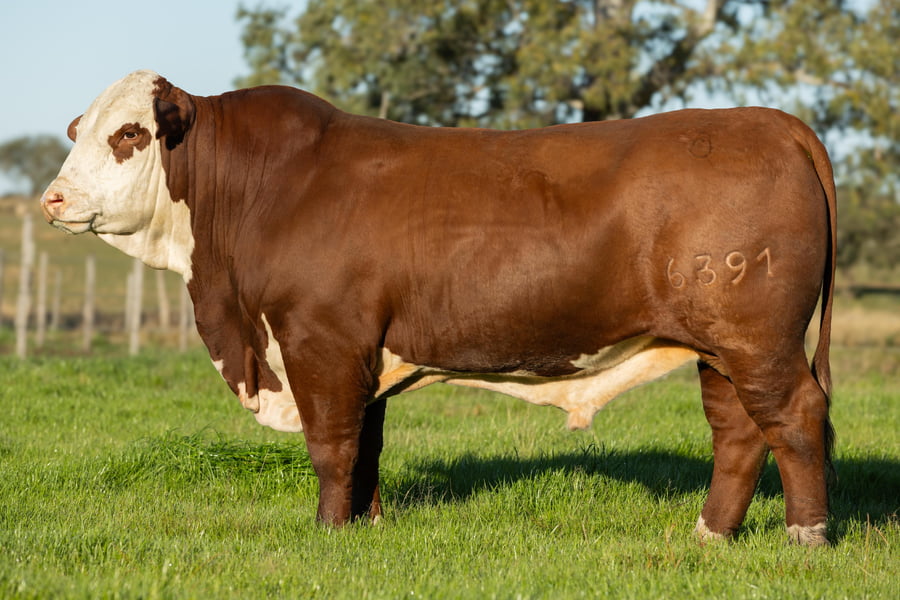 Lote Toros señal 22