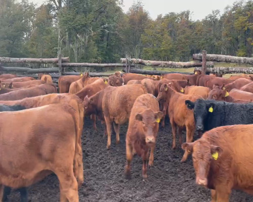 Lote 70 Ternera en XI Región Aysén, Coyhaique