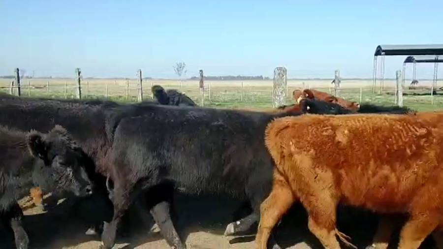 Lote 43 Vaquillonas P/ entorar en Brandsen, Buenos Aires