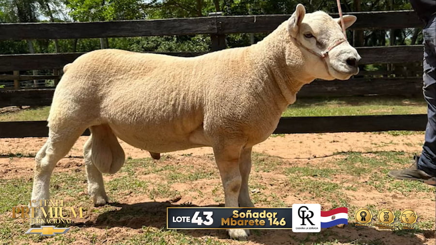 Lote Borregos a remate en 1º Texel Premium Internacional, Asunción