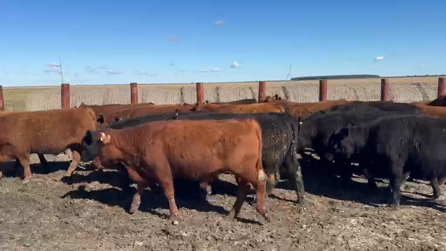 Lote 75 Novillitos