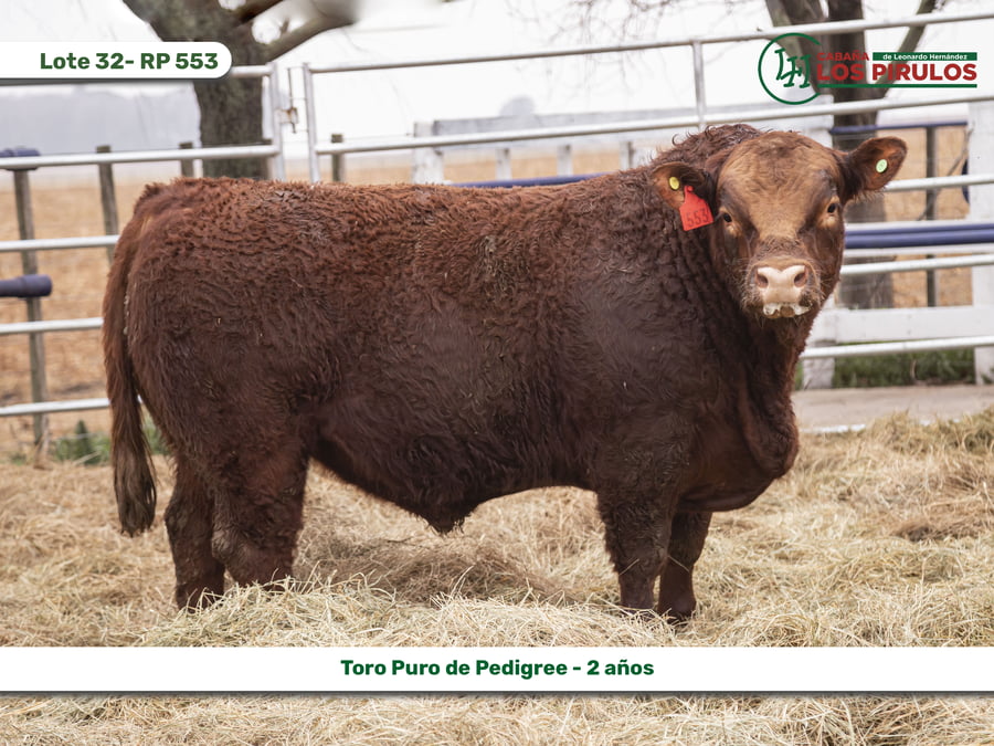 Lote TOROS PUROS DE PEDIGREE - 22/24 meses