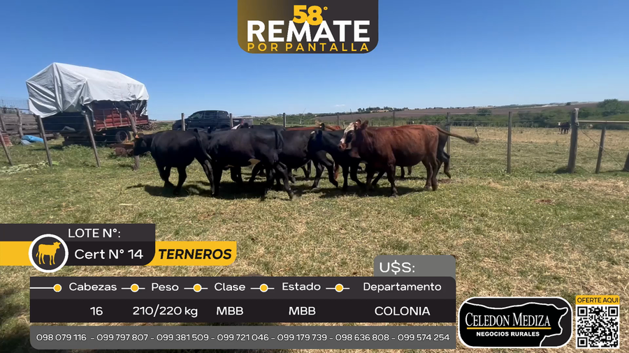 Lote 16 Terneros en Otra Localidad, Colonia