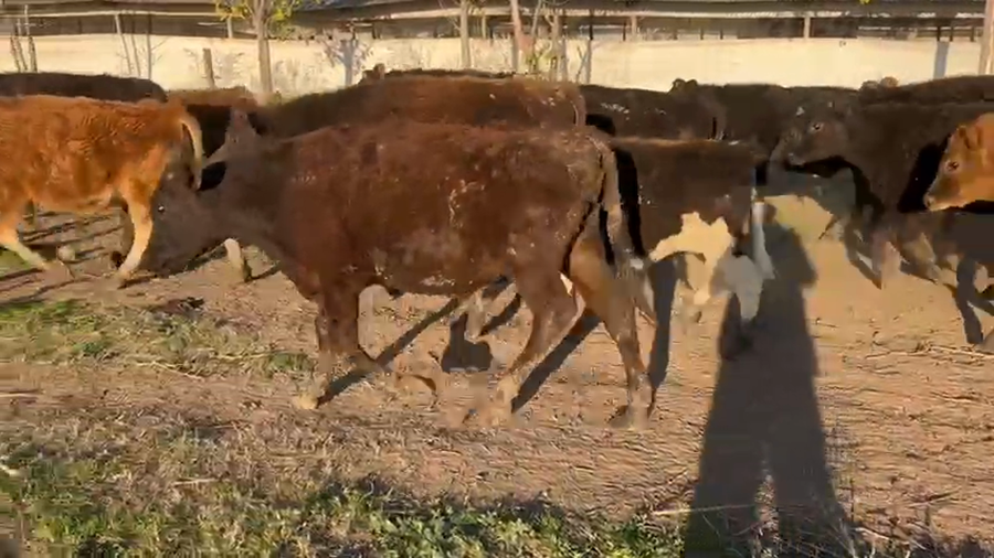 Lote 25 Terneros en Marcos Paz, Buenos Aires