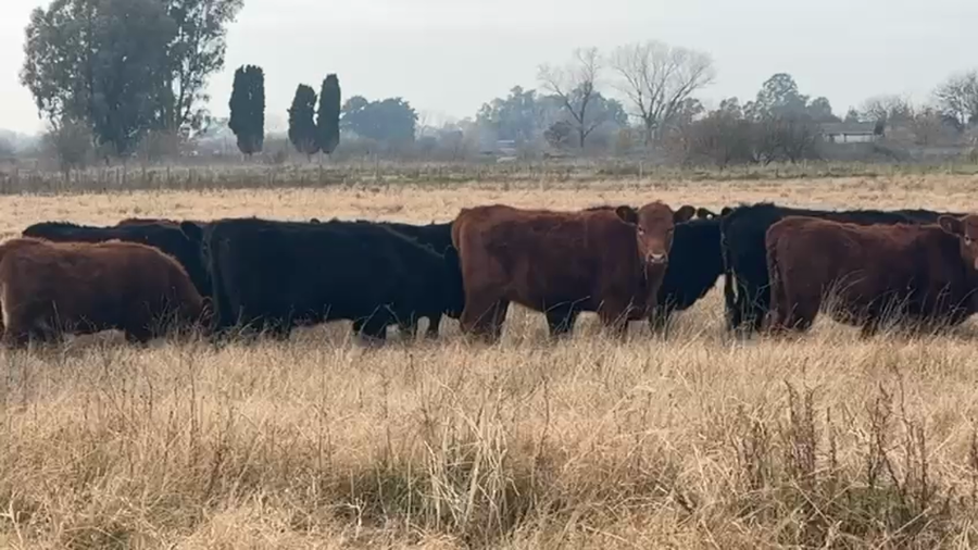 Lote 26 Terneros/as