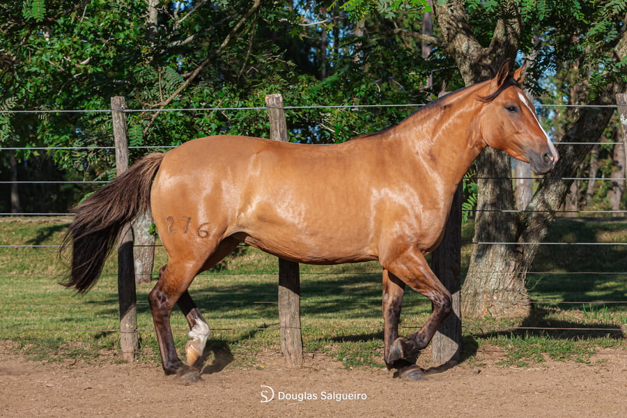 Lote NOCHE BUENA DE LA COLINA