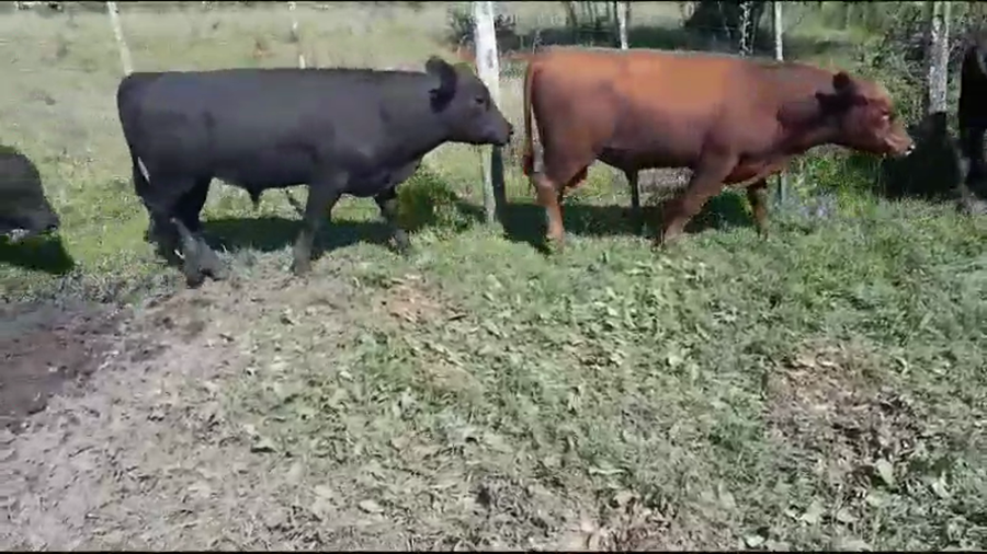 Lote 44 Vacas de invernar en Villaguay, Entre Ríos