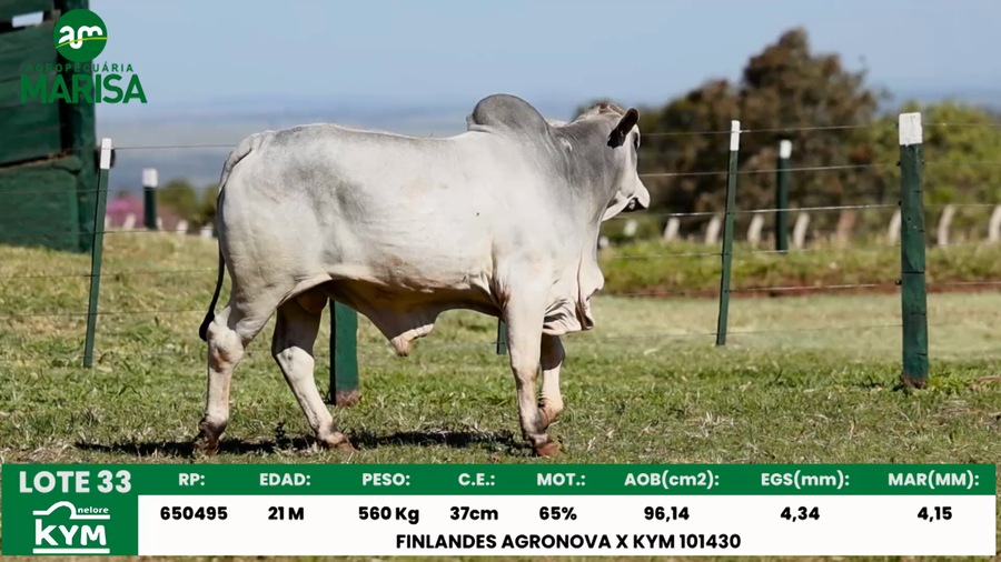 Lote Lote 33
