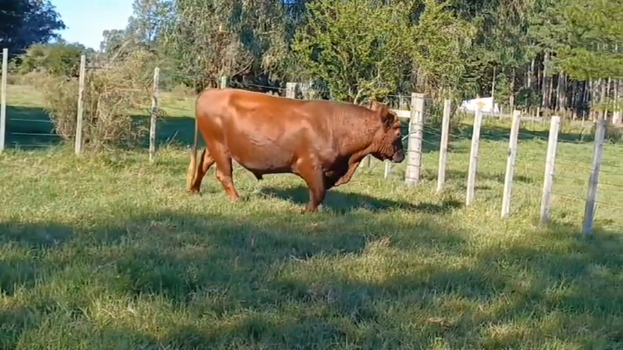 Lote (Vendido)Toros RA a remate en #43 Pantalla Carmelo  600kg -  en BLANCA ARENA