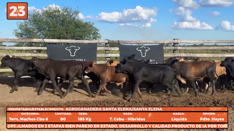 Lote LOTE 23