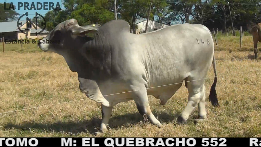Lote Toro