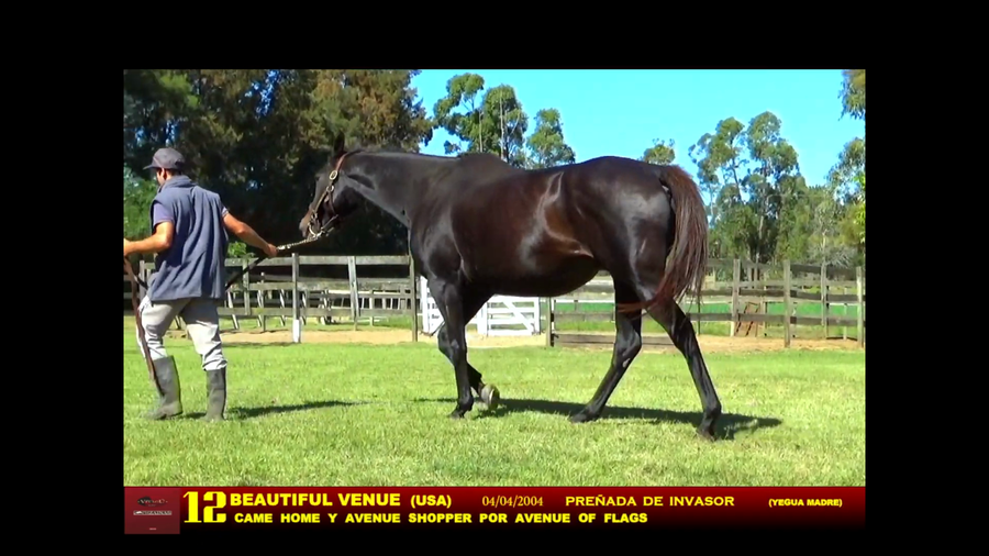 Lote BEAUTIFUL VENUE (USA)