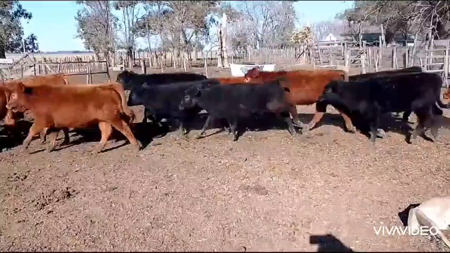 Lote 65 Terneros en Cañuelas, Buenos Aires