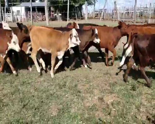Lote 85 Terneros/as en Villaguay, Entre Ríos