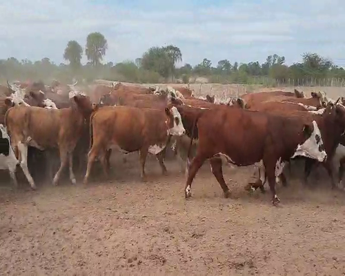 Lote 350 Vacas nuevas en Tintina, Santiago del Estero