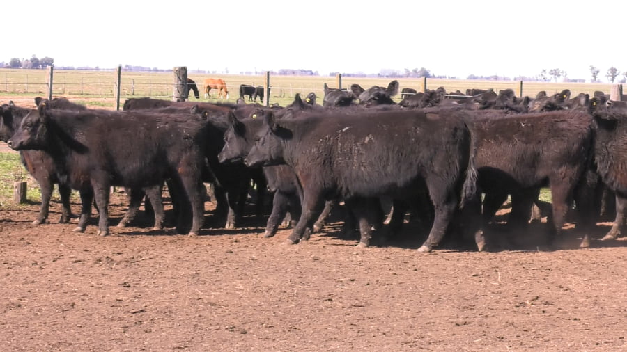 Lote VAQUILLONAS PURAS POR CRUZAS
