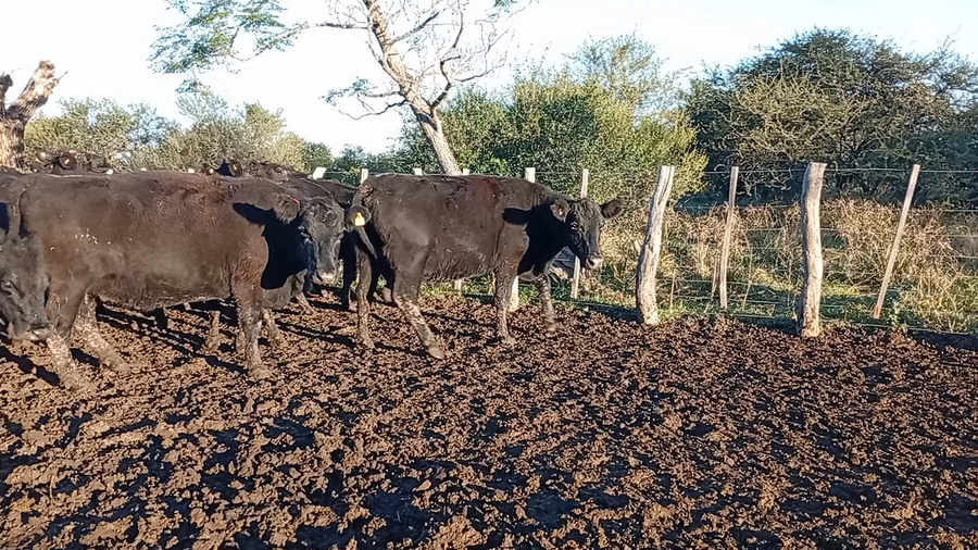 Lote 18 Vacas de invernar en Entre Ríos, Federal