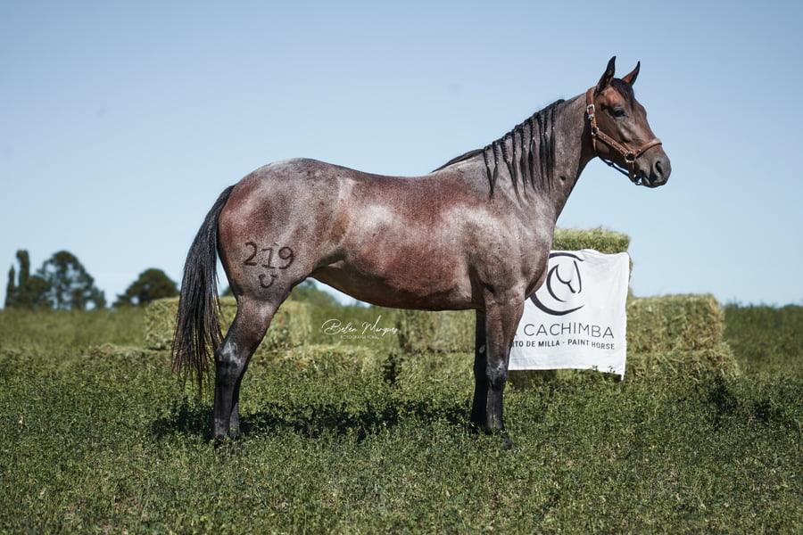 Lote HAS HOLLY TIME CACH