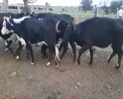 Lote 15 Vaquillonas 1 a 2 años ANGUS a remate en Pantalla Camy, San José