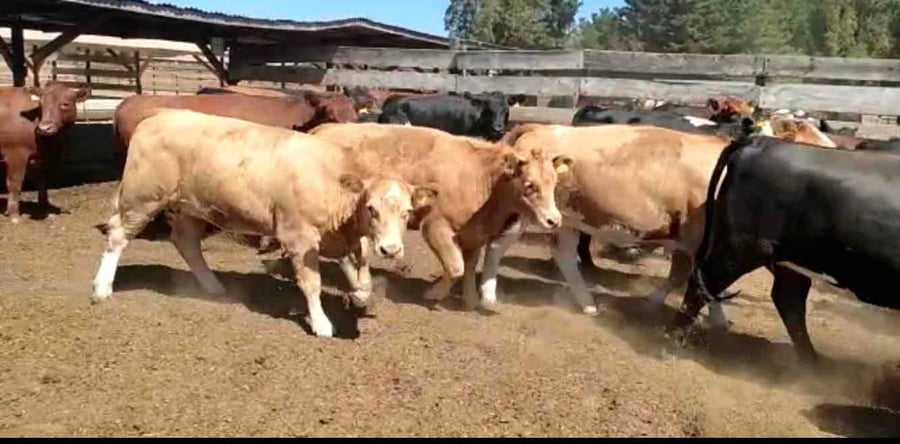 Lote 44 Vaquilla Gorda en Los Ángeles, VIII Región Biobío