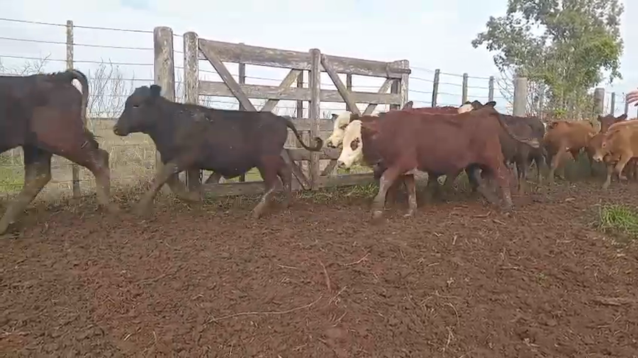 Lote 60 Terneras