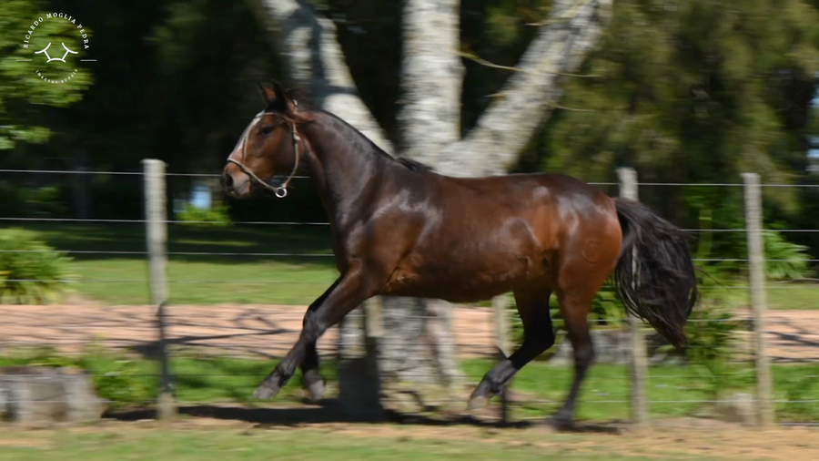 Lote El Gavilán Olivia (RP 474) Cabaña "El Gavilán"