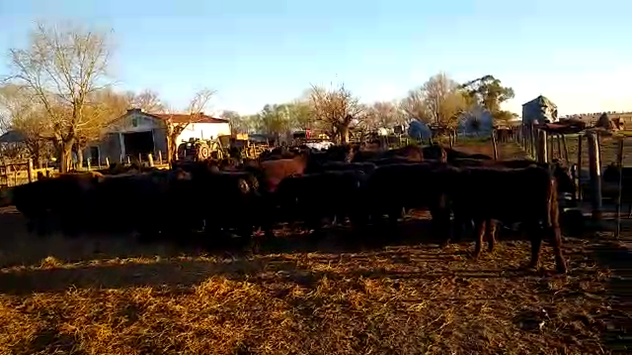 Lote 40 Terneros en Pehuajó, Buenos Aires