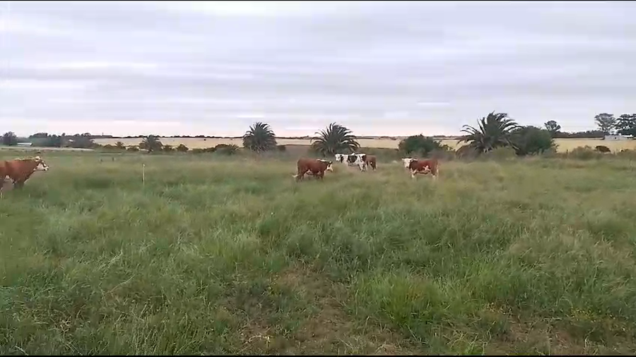 Lote (Vendido)2 Terneros Hereford a remate en Pantalla Camy en Carreton