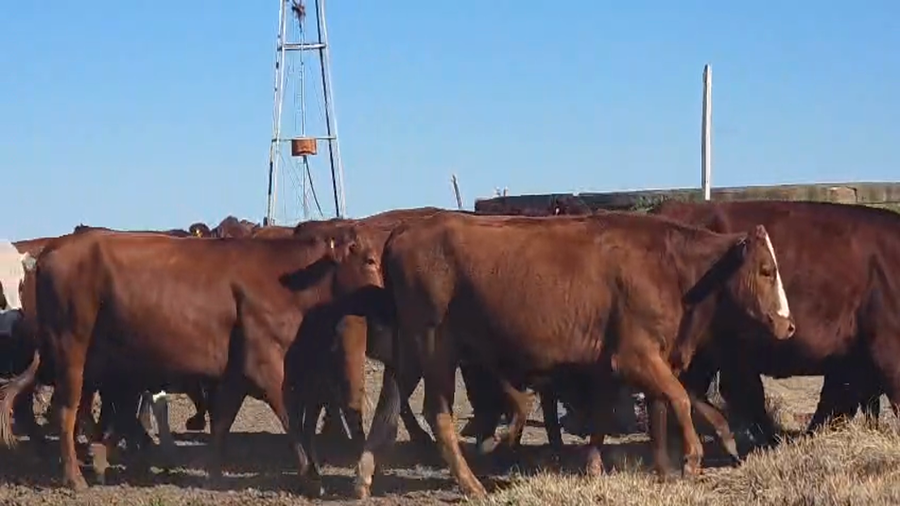 Lote 104 Vacas Britanicas nuevas Preñadas en Col. Prosperidad, Córdoba