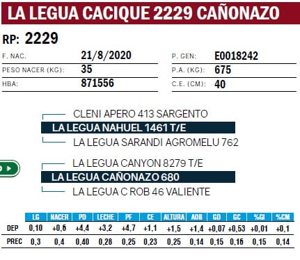 Lote TOROS ANGUS PURO DE PEDIGREE