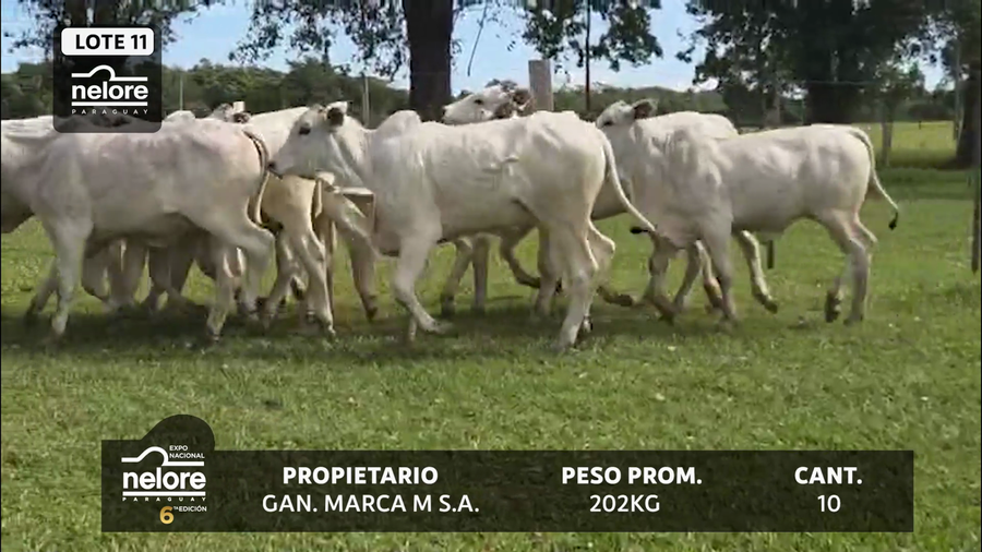 Lote LOTE 11