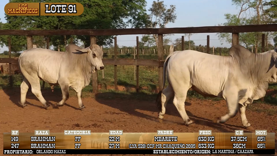 Lote LOTE 91 - VIVO