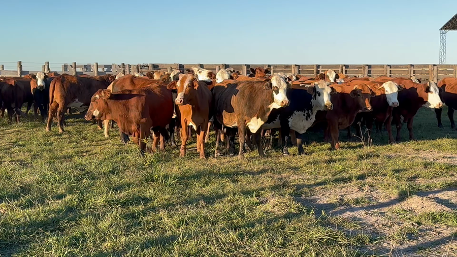 Lote 63 Vacas p/ invernar en Corrientes, Sauce
