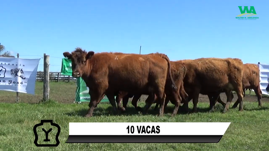 Lote 10 VACAS