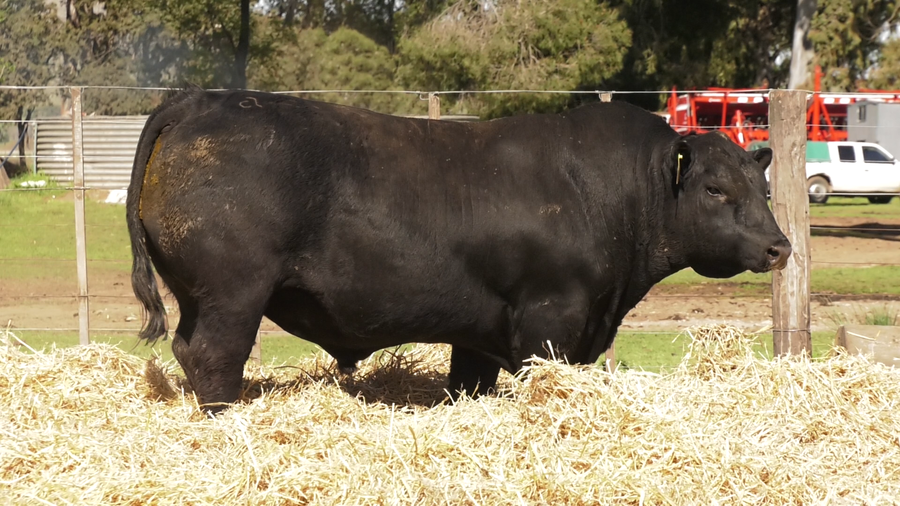 Lote TOROS PUROS CONTROLADOS