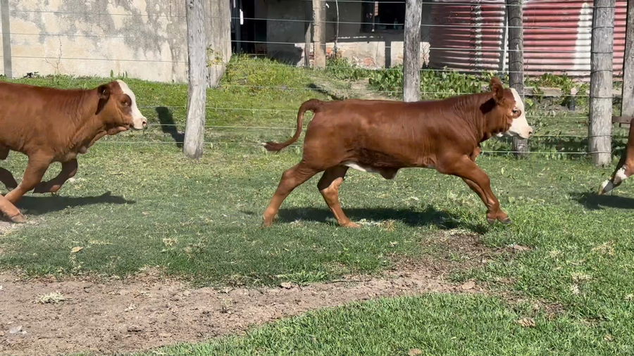Lote 95 Terneros/as