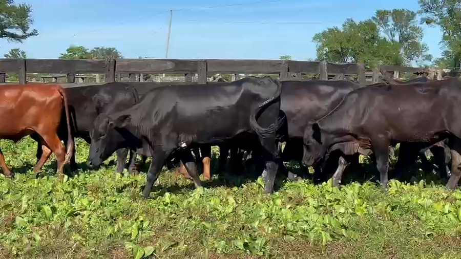 Lote 42 Novillitos en Chaco, Makallé