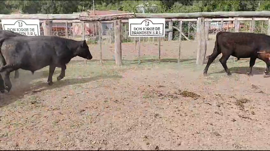 Lote 65 Terneros en Brandsen, Buenos Aires