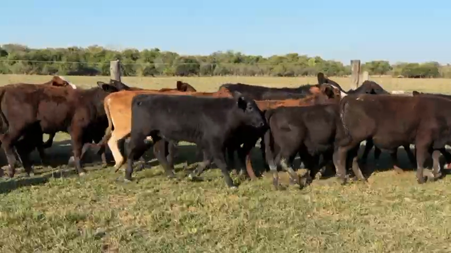 Lote 90 Terneros/as en Corrientes, Saladas