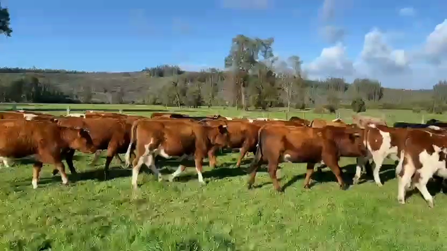 Lote 50 Vaquilla Engorda en Fresia, X Región Los Lagos