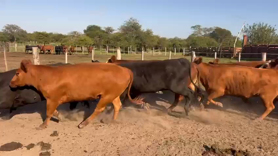 Lote 38 Vaquillonas en Entre Ríos, Federal