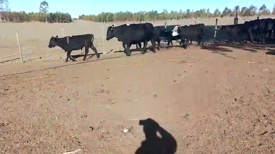 Lote Novillos AA 12