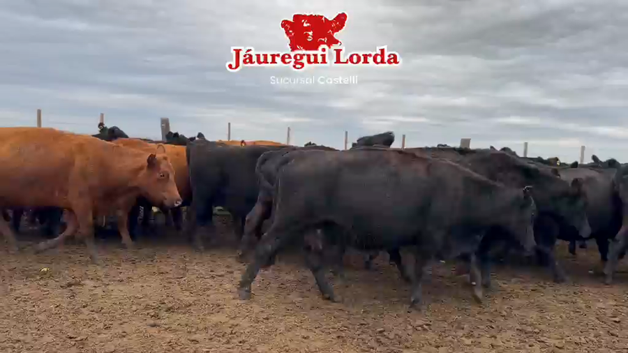 Lote 370 Vacas CUT preñadas