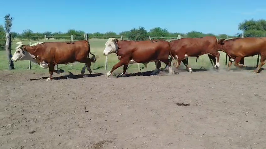 Lote 33 Novillos en Corrientes, Curuzu Cuatia