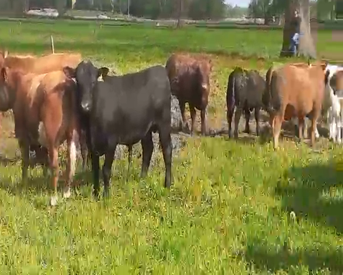 Lote 45 Novillo Engorda en Osorno, X Región Los Lagos